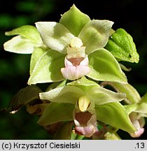 Epipactis purpurata