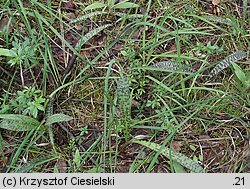 Dactylorhiza maculata ssp. maculata (kukułka plamista typowa)