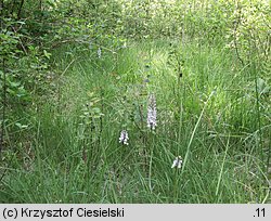 Dactylorhiza maculata ssp. maculata (kukułka plamista typowa)