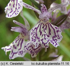 Dactylorhiza maculata ssp. maculata (kukułka plamista typowa)