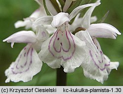 Dactylorhiza maculata ssp. maculata (kukułka plamista typowa)