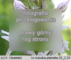 Dactylorhiza maculata ssp. maculata (kukułka plamista typowa)