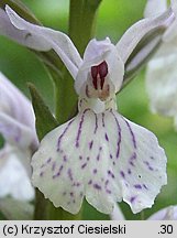 Dactylorhiza maculata ssp. maculata (kukułka plamista typowa)