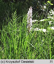 Dactylorhiza maculata ssp. maculata (kukułka plamista typowa)