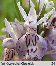 Dactylorhiza maculata ssp. maculata (kukułka plamista typowa)