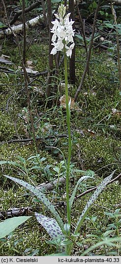 Dactylorhiza maculata ssp. maculata (kukułka plamista typowa)