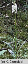 Dactylorhiza maculata ssp. maculata (kukułka plamista typowa)