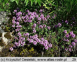 Thymus carpaticus