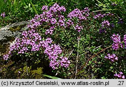 Thymus carpaticus