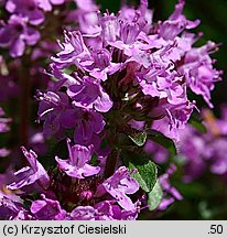 Thymus carpaticus