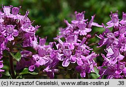 Thymus carpaticus