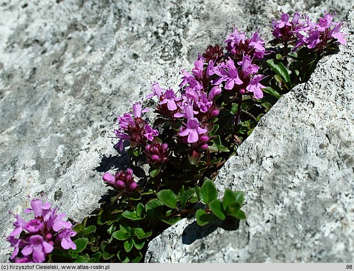 Thymus carpaticus