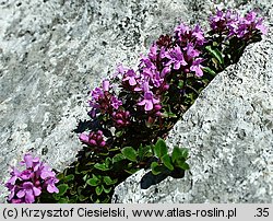 Thymus carpaticus