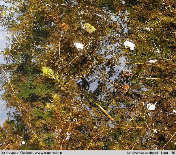 Utricularia australis (pływacz zachodni)