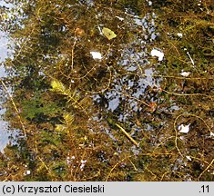 Utricularia australis (pływacz zachodni)