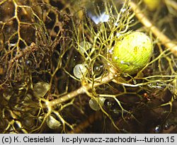 Utricularia australis (pływacz zachodni)