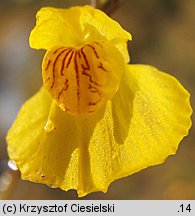 Utricularia australis (pływacz zachodni)