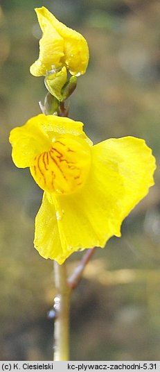 Utricularia australis (pływacz zachodni)