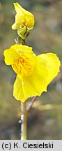 Utricularia australis (pływacz zachodni)