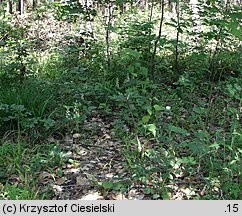 Platanthera bifolia (podkolan biały)