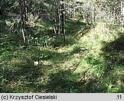 Dactylorhiza maculata ssp. maculata (kukułka plamista typowa)