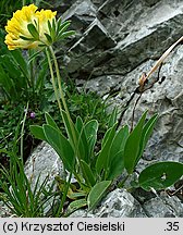 Anthyllis alpestris