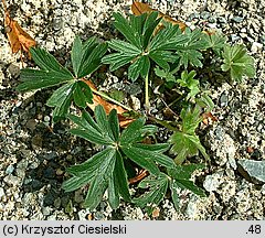 Pulsatilla patens