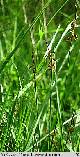 Carex pulicaris