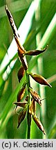 Carex pulicaris