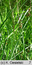 Carex pulicaris