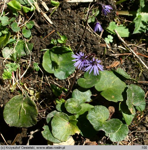 Soldanella hungarica (urdzik węgierski)