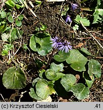 Soldanella hungarica (urdzik węgierski)