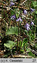 Soldanella hungarica (urdzik węgierski)