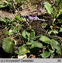 Soldanella hungarica (urdzik węgierski)