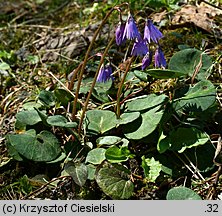 Soldanella carpatica (urdzik karpacki)