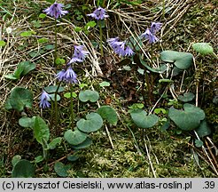 Soldanella carpatica (urdzik karpacki)