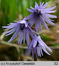 Soldanella carpatica (urdzik karpacki)