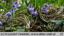 Soldanella carpatica (urdzik karpacki)