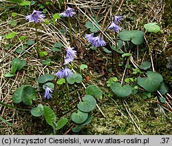 Soldanella carpatica (urdzik karpacki)