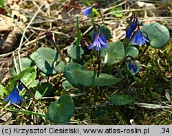 Soldanella carpatica (urdzik karpacki)