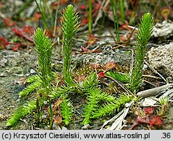 Lycopodiella inundata (widłaczek torfowy)