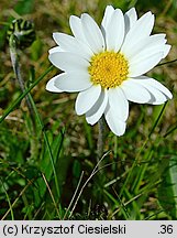 Leucanthemopsis alpina