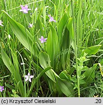 Colchicum autumnale (zimowit jesienny)