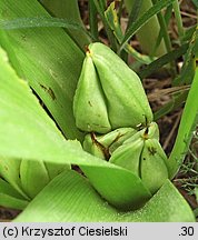 Colchicum autumnale (zimowit jesienny)