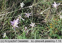 Colchicum autumnale (zimowit jesienny)