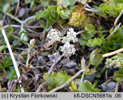 Apium repens (selery błotne)