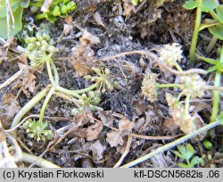 Apium repens (selery błotne)