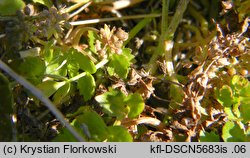 Apium repens (selery błotne)