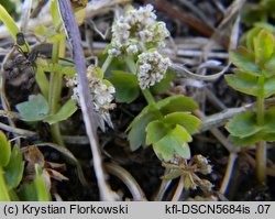 Apium repens (selery błotne)