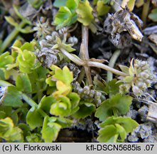 Apium repens (selery błotne)